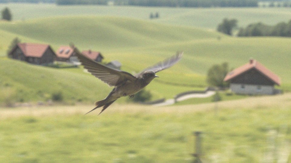 Jakie są ciekawostki na temat jerzyków?